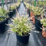 Vŕba japonská (Salix integra) ´HAKURO NISHIKI´ - výška 40-60 cm, kont. C15L